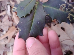 Phytomyza ilicis group