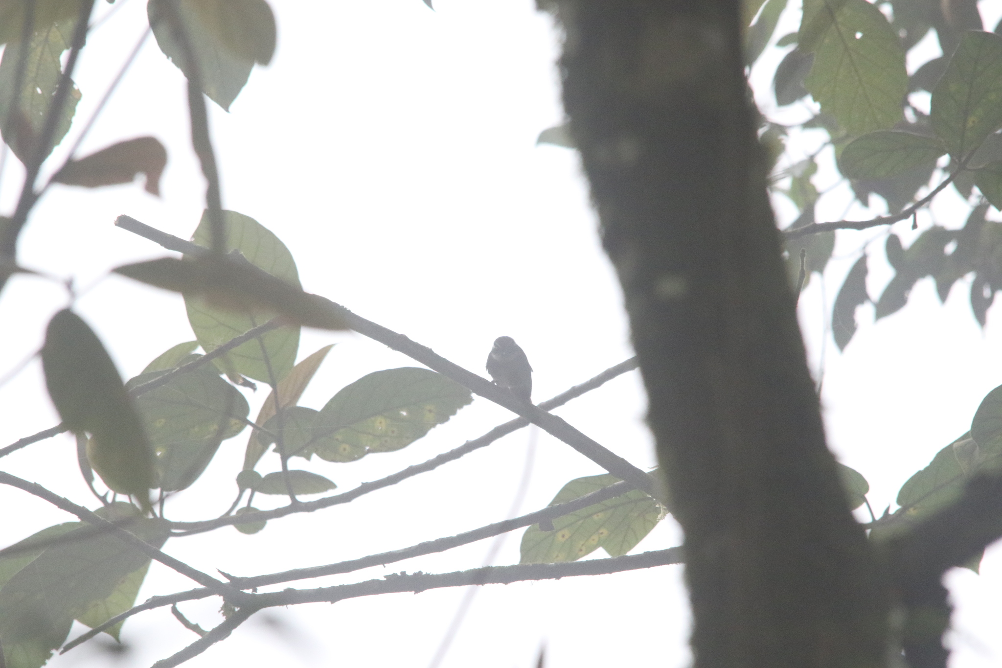 Friendly Fantail (Rhipidura albolimbata), photo 4