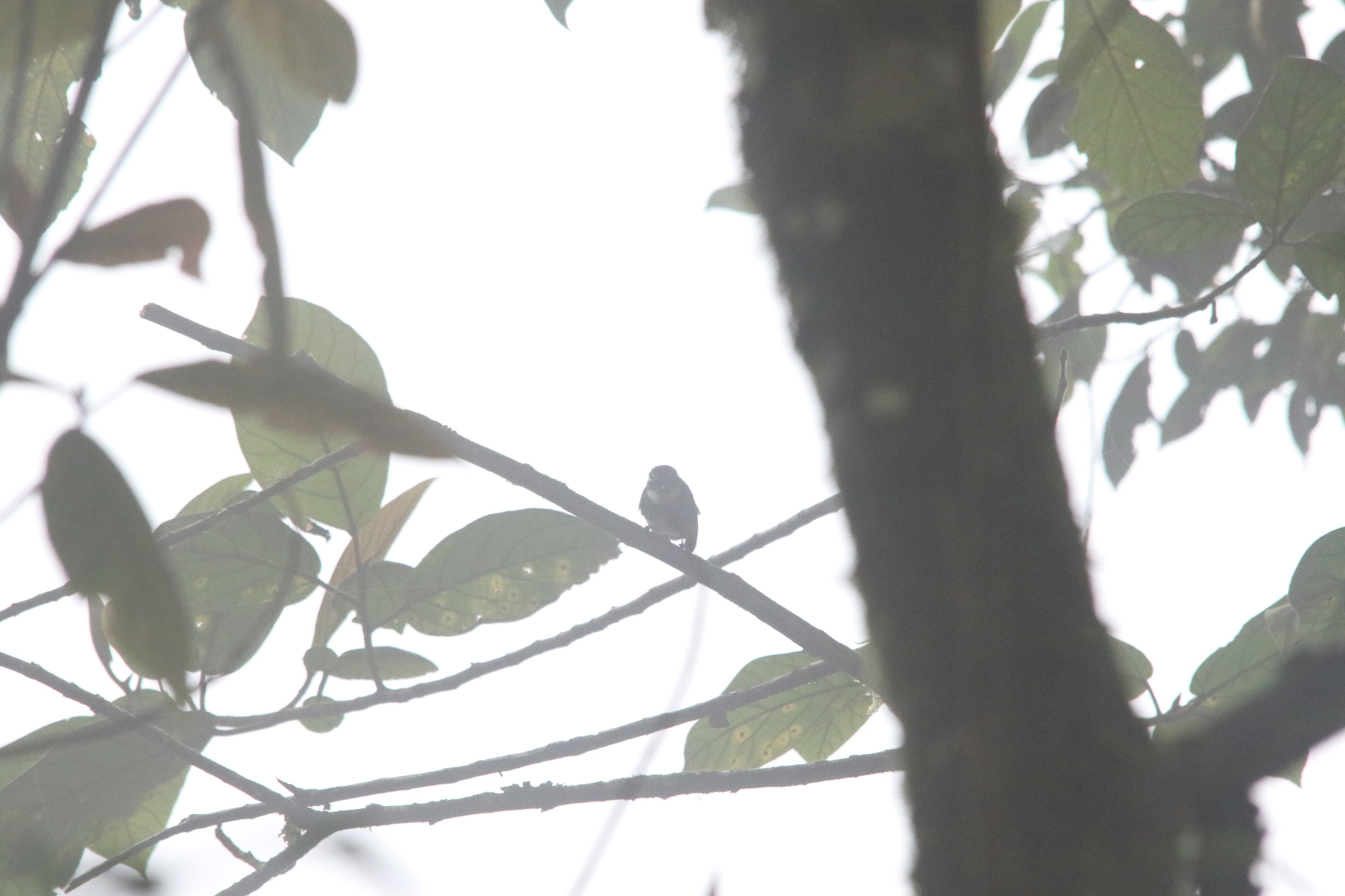 Friendly Fantail (Rhipidura albolimbata), photo 5