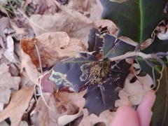 Phytomyza ilicis group