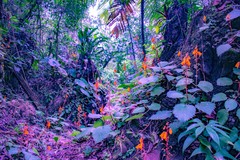 Smithiantha aurantiaca