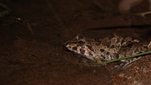 Fejervarya cancrivora