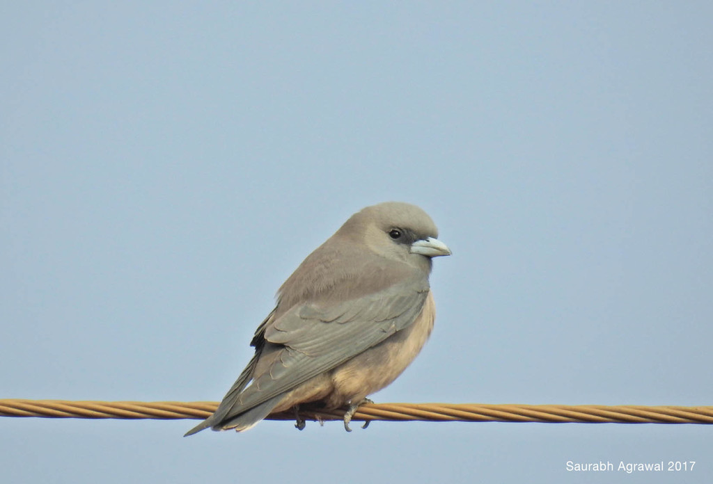 Ashy Woodswallow