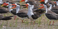 Rynchops flavirostris