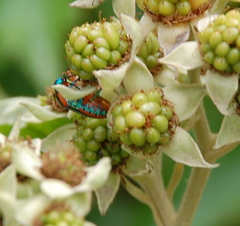 Calidea dregii