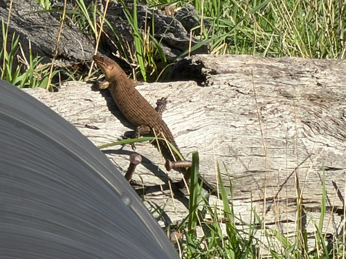 Cunningham's Skink
