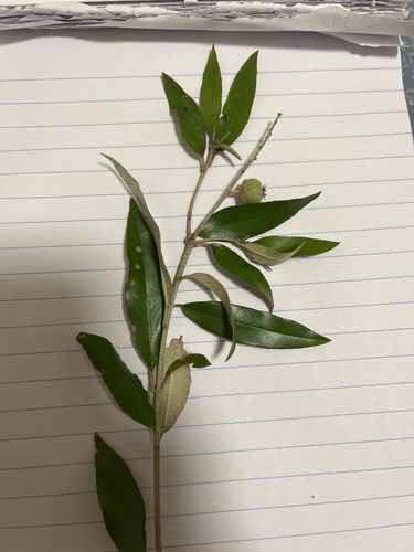 Croton phebalioides observed 2026-03-12
