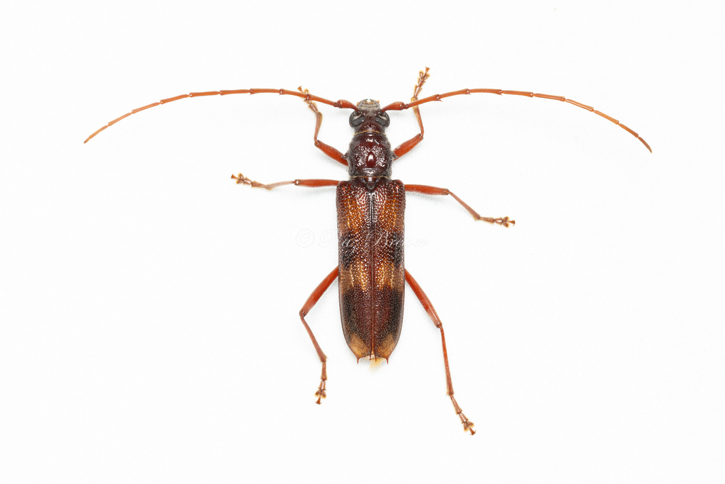 Phoracantha alternata