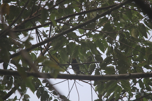 Arfak Honeyeater (Melipotes gymnops), photo 6