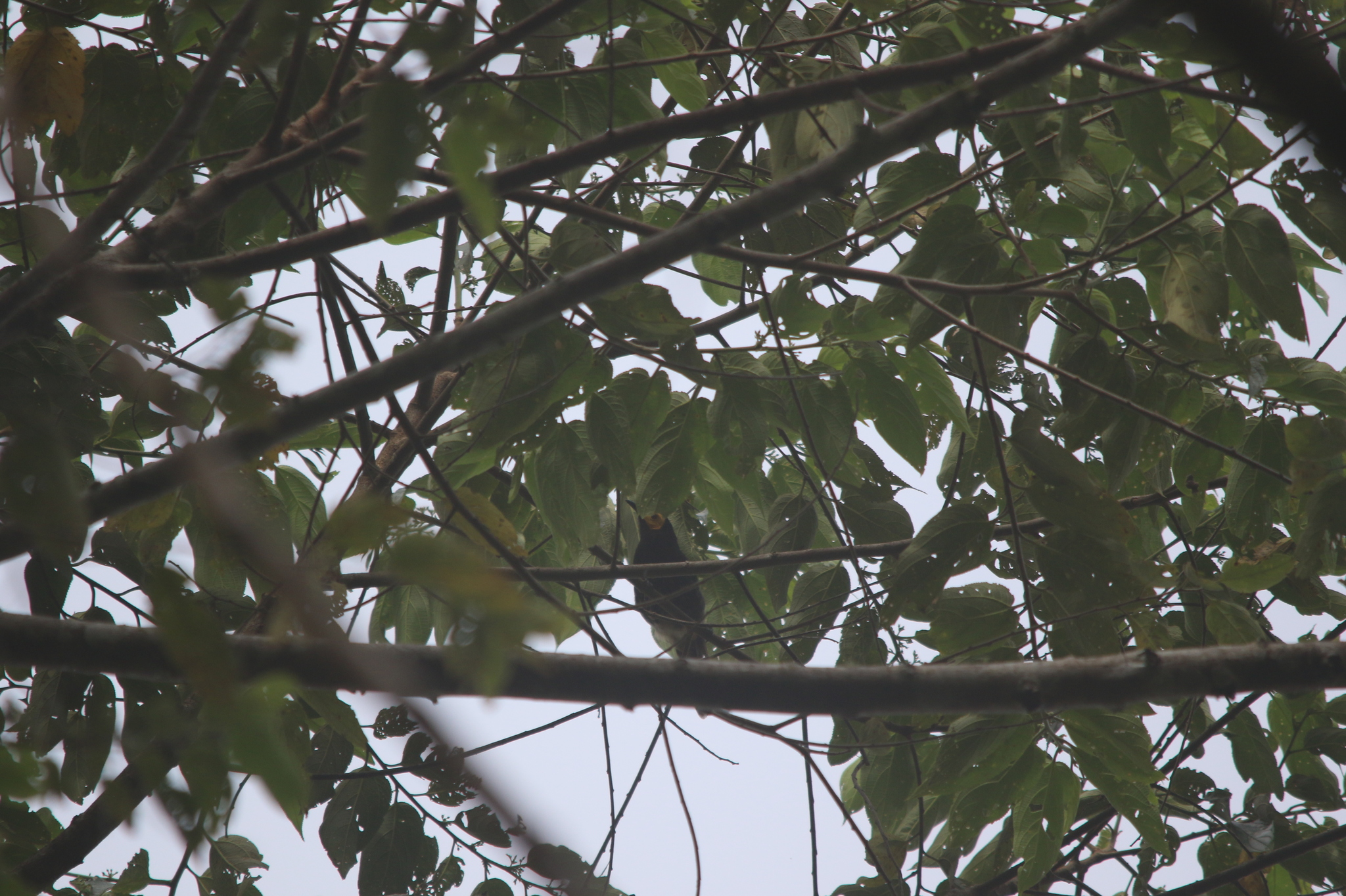 Arfak Honeyeater (Melipotes gymnops), photo 5