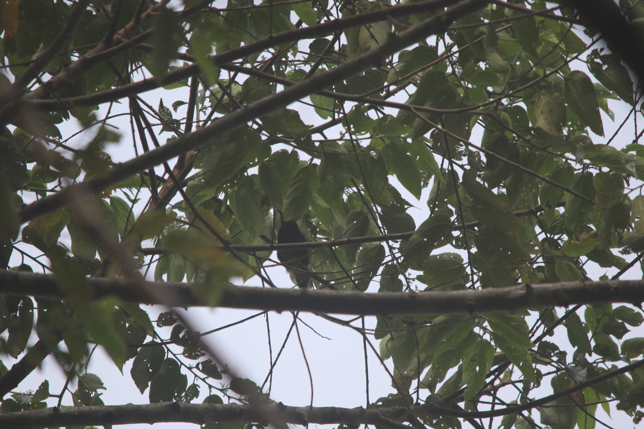 Arfak Honeyeater (Melipotes gymnops), photo 6
