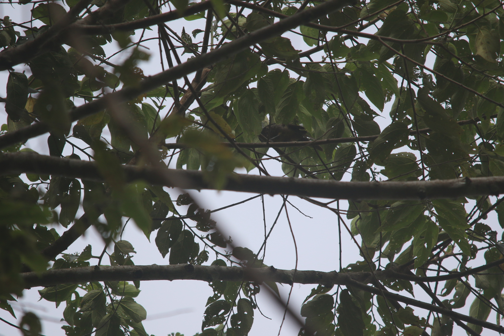Arfak Honeyeater (Melipotes gymnops), photo 8