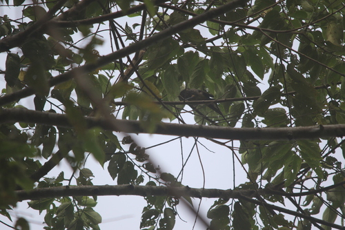 Arfak Honeyeater (Melipotes gymnops), photo 8
