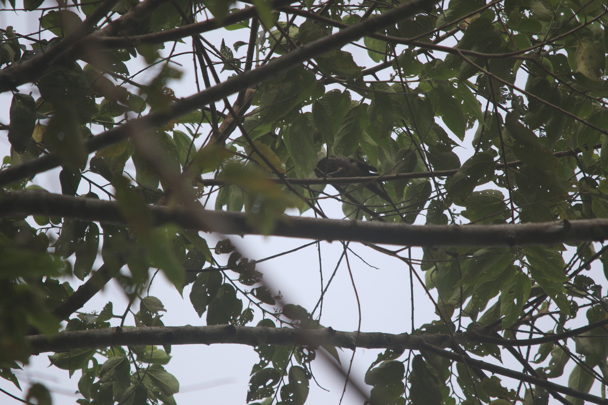 Arfak Honeyeater (Melipotes gymnops), photo 7