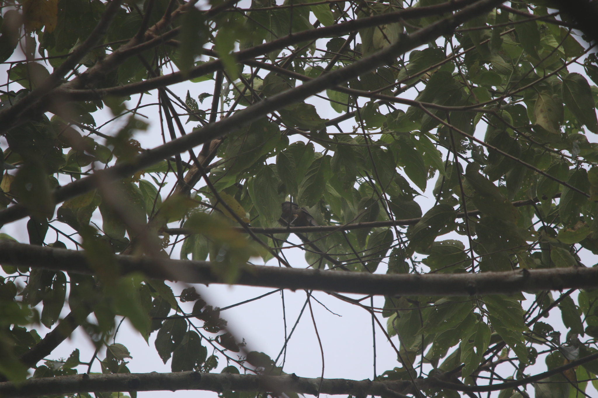 Arfak Honeyeater (Melipotes gymnops), photo 9