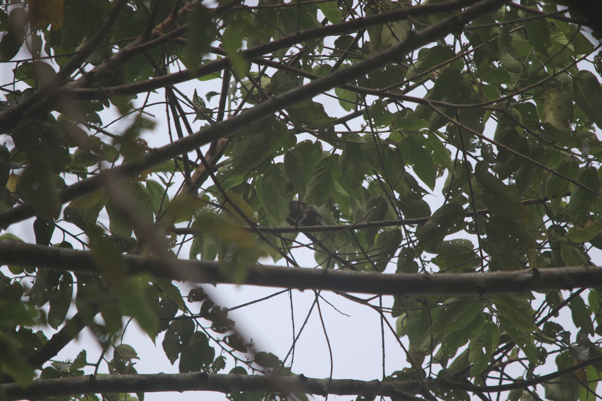 Arfak Honeyeater (Melipotes gymnops), photo 10