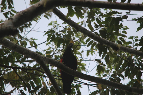 Pesquet's Parrot (Psittrichas fulgidus), photo 2