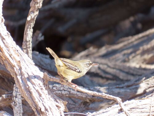 Spotted Scrubwren (Sericornis maculatus)