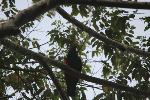 Pesquet's Parrot (Psittrichas fulgidus), photo 10