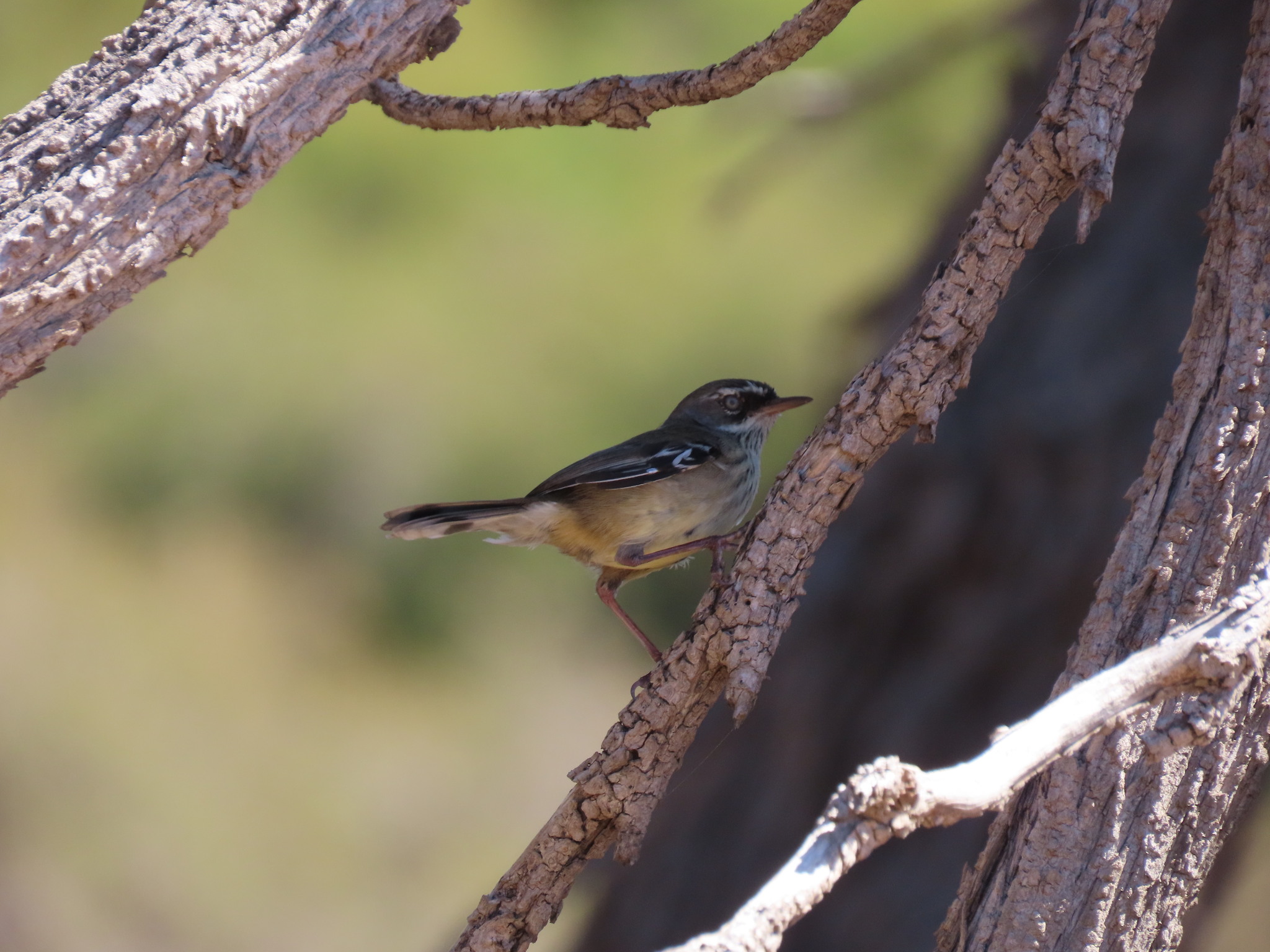 Spotted Scrubwren (Sericornis maculatus), photo 2