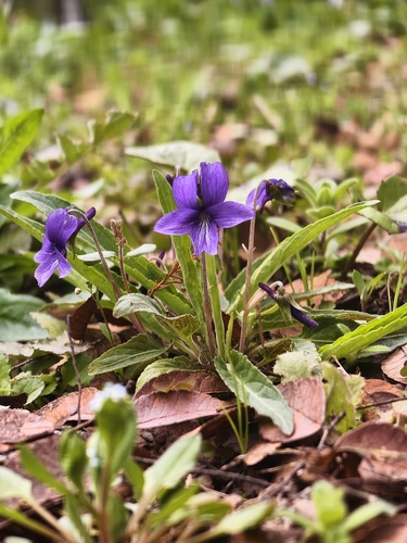 tokyo violet