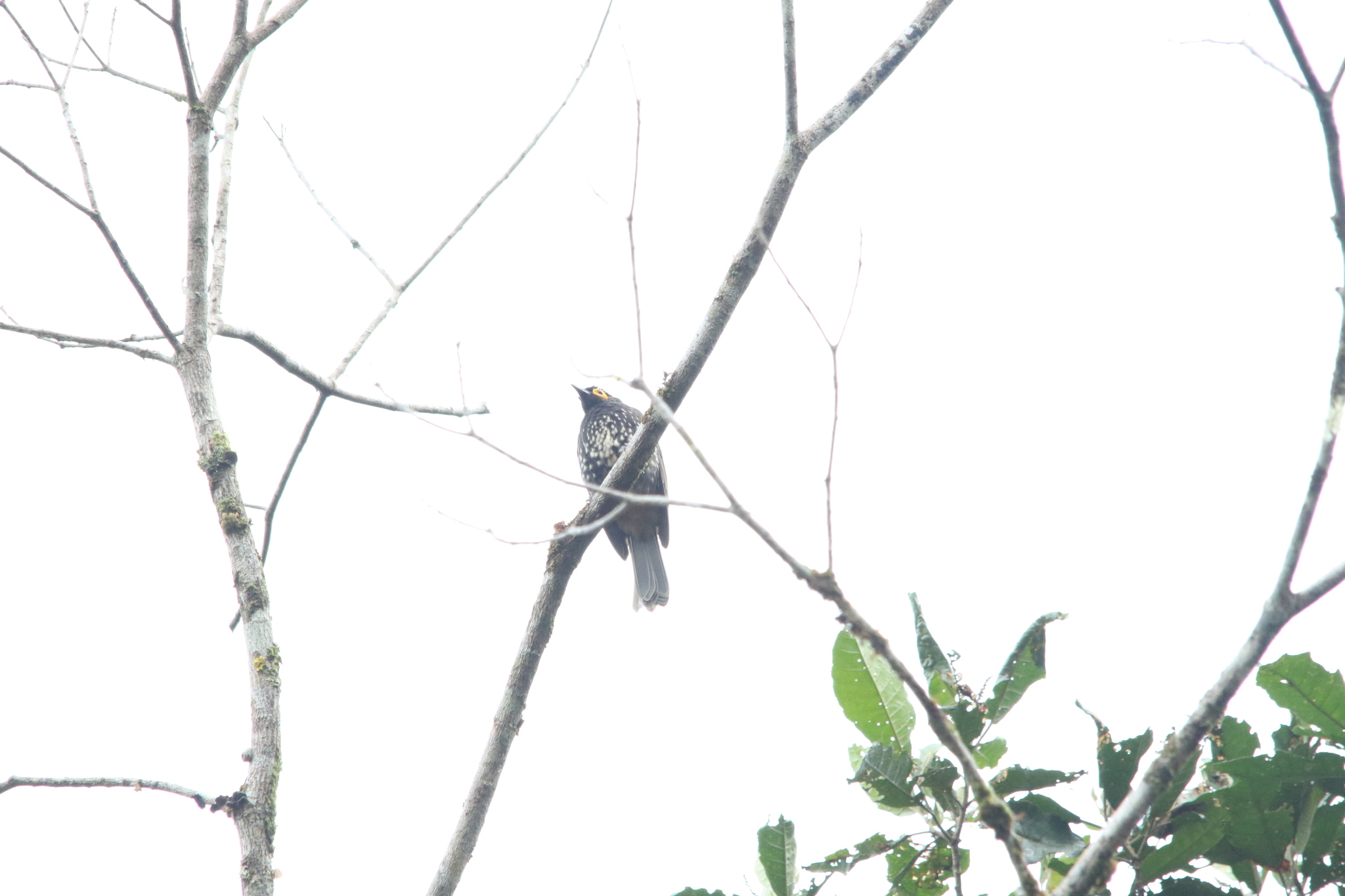 Arfak Honeyeater (Melipotes gymnops), photo 2