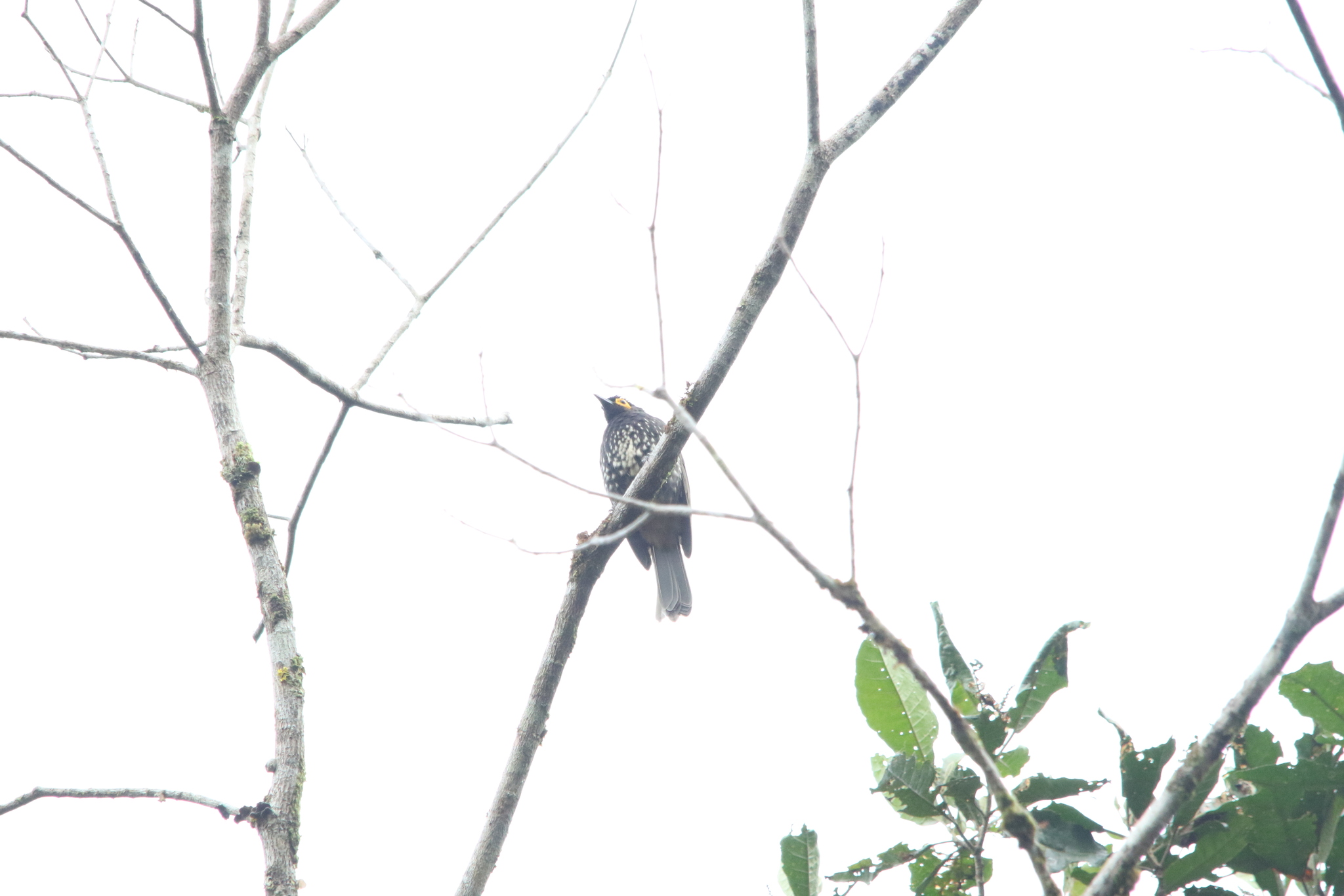 Arfak Honeyeater (Melipotes gymnops), photo 1