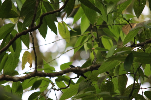 Fan-tailed Berrypecker (Melanocharis versteri), photo 3