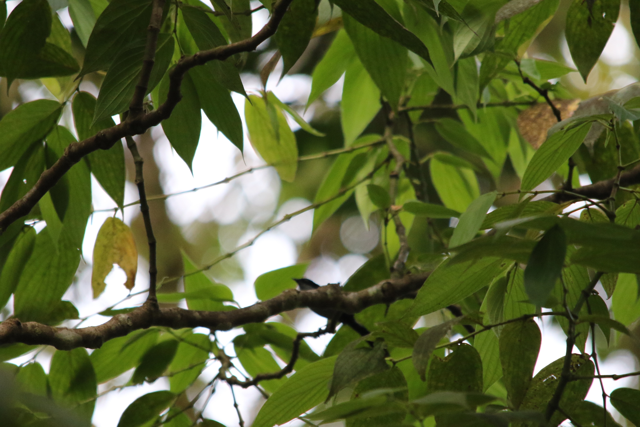 Fan-tailed Berrypecker (Melanocharis versteri), photo 3