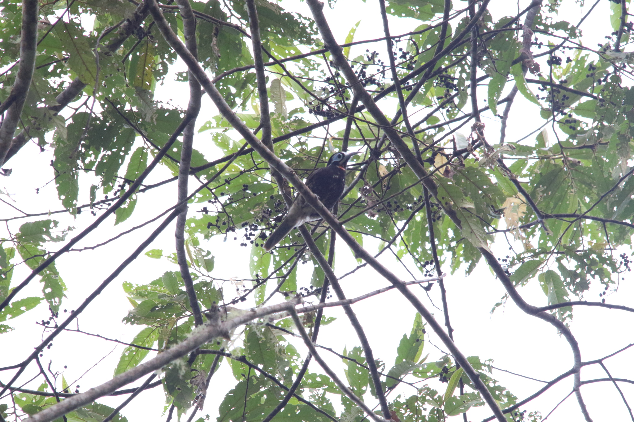Vogelkop Melidectes (Melidectes leucostephes), photo 2