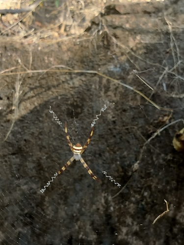 Garden cross spider