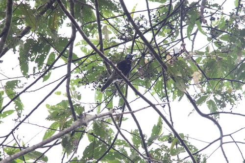 Vogelkop Melidectes (Melidectes leucostephes)