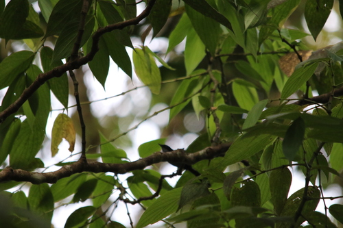 Fan-tailed Berrypecker (Melanocharis versteri), photo 4