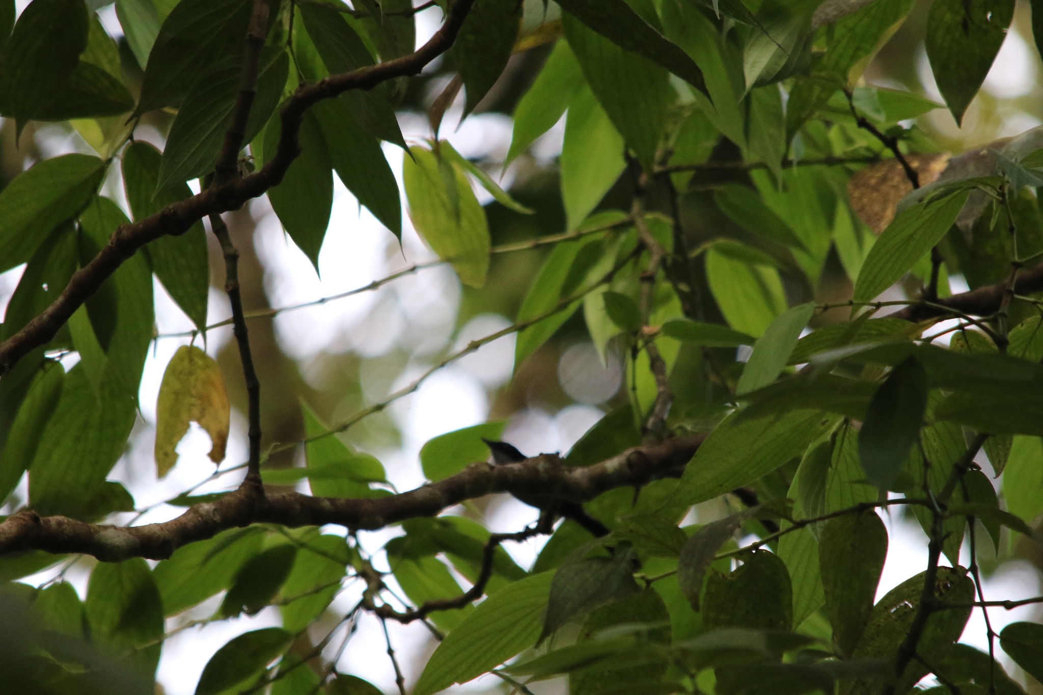 Fan-tailed Berrypecker (Melanocharis versteri), photo 4