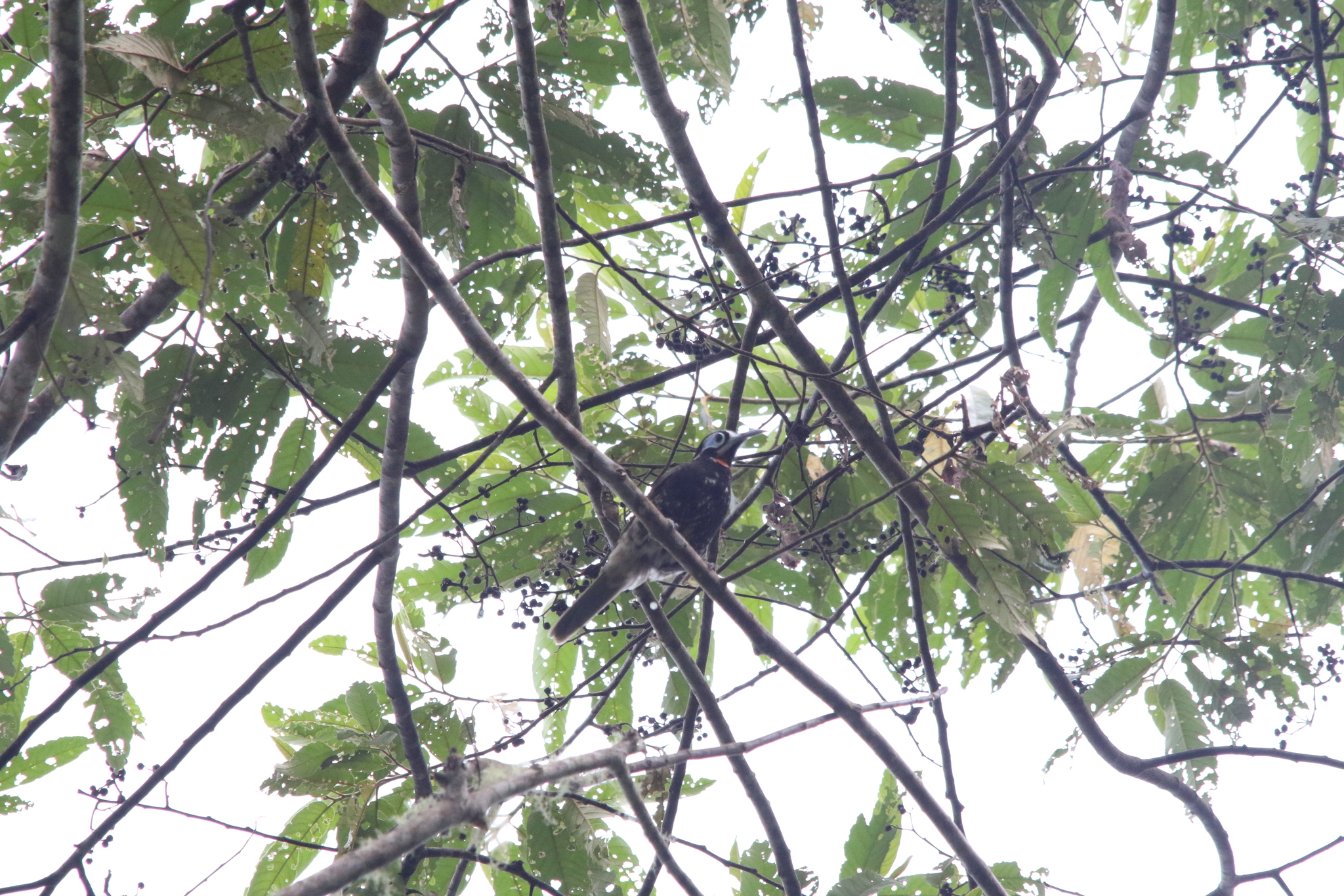 Vogelkop Melidectes (Melidectes leucostephes), photo 5