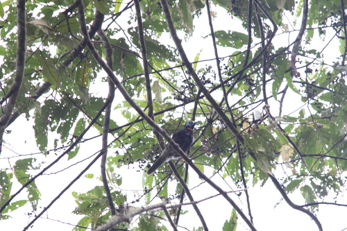 Vogelkop Melidectes (Melidectes leucostephes), photo 4