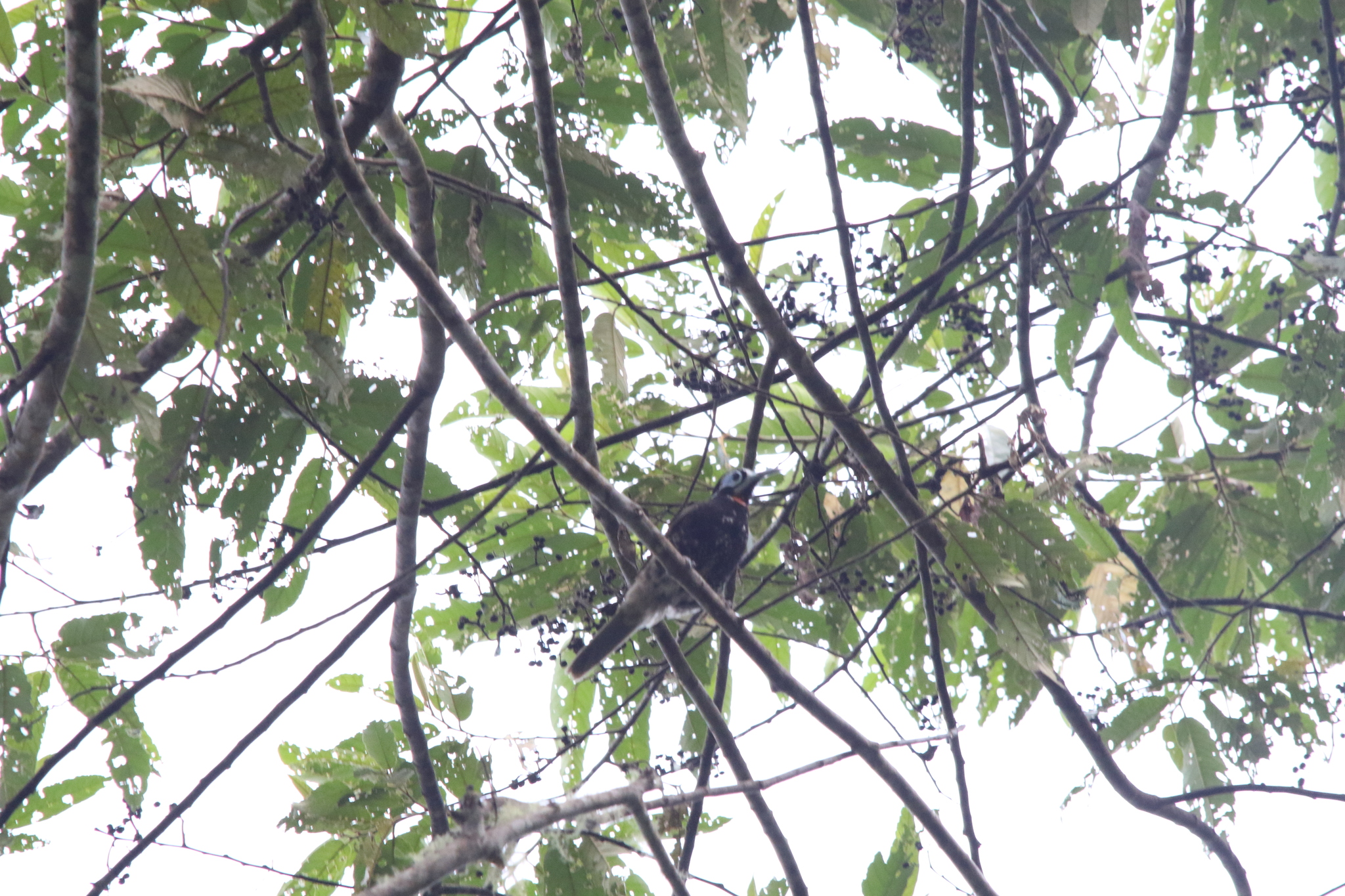 Vogelkop Melidectes (Melidectes leucostephes), photo 6