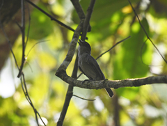Pachyramphus homochrous