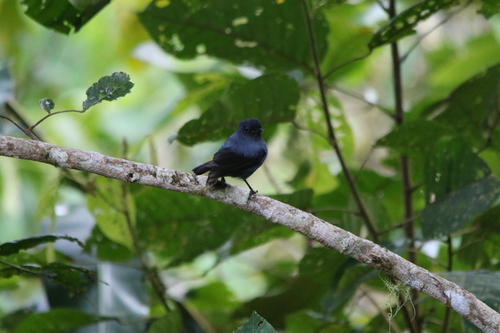 Slaty Robin (Melanodryas cyanus), photo 3