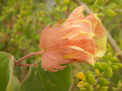 Gossypium davidsonii