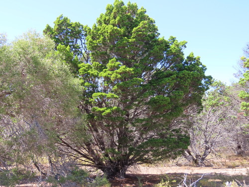 Rottnest Island Pine (Callitris preissii)