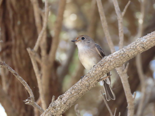 Red-capped Robin (Petroica goodenovii), photo 3