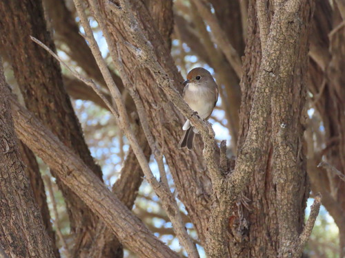 Red-capped Robin (Petroica goodenovii), photo 4