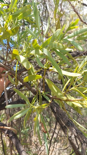 Fleshy Mistletoe (Amyema miraculosa)