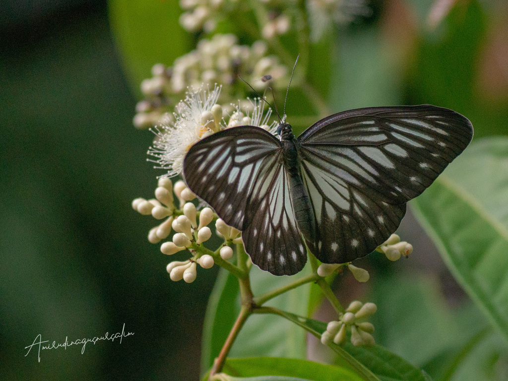 Pareronia tritaea (Pareronia tritaea)