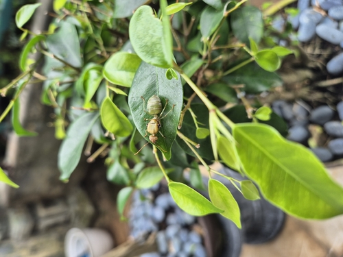 Oecophylla smaragdina