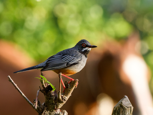 Western Red-legged Thrush
