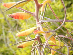 Castela peninsularis