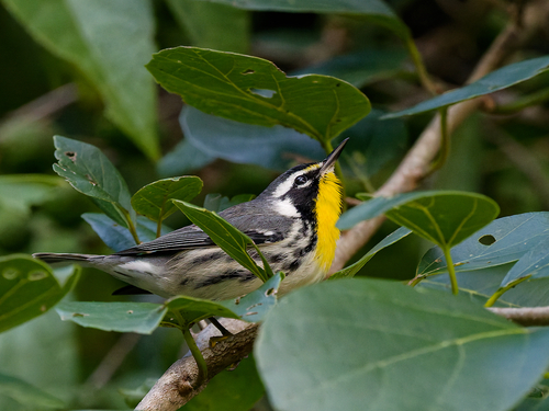 Yellow-throated Warbler