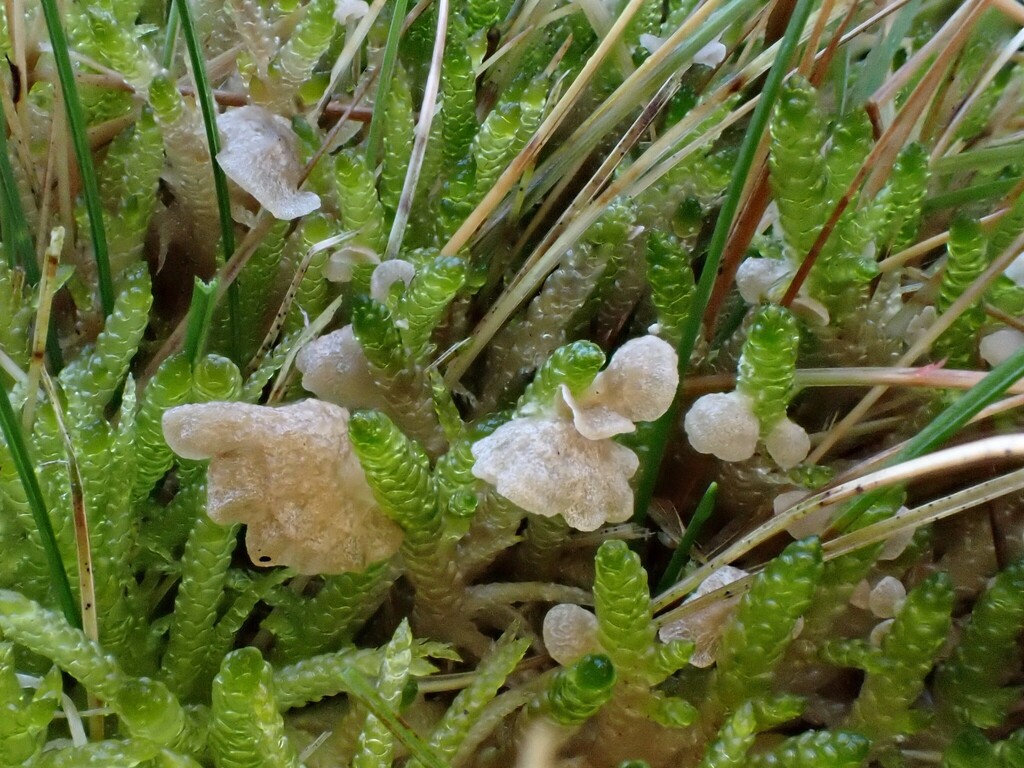 Arrhenia retiruga · December 2025 · photo: © anita712 (iNaturalist, cc0)